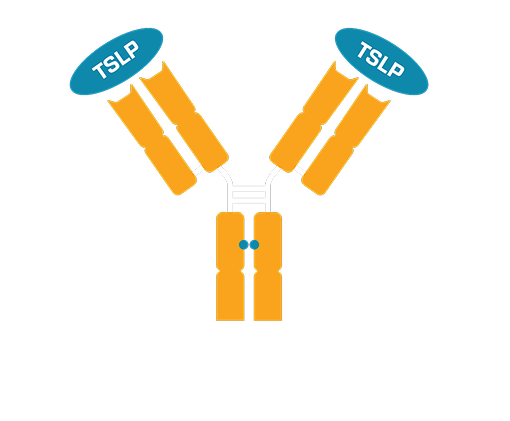 WIN378 antibody